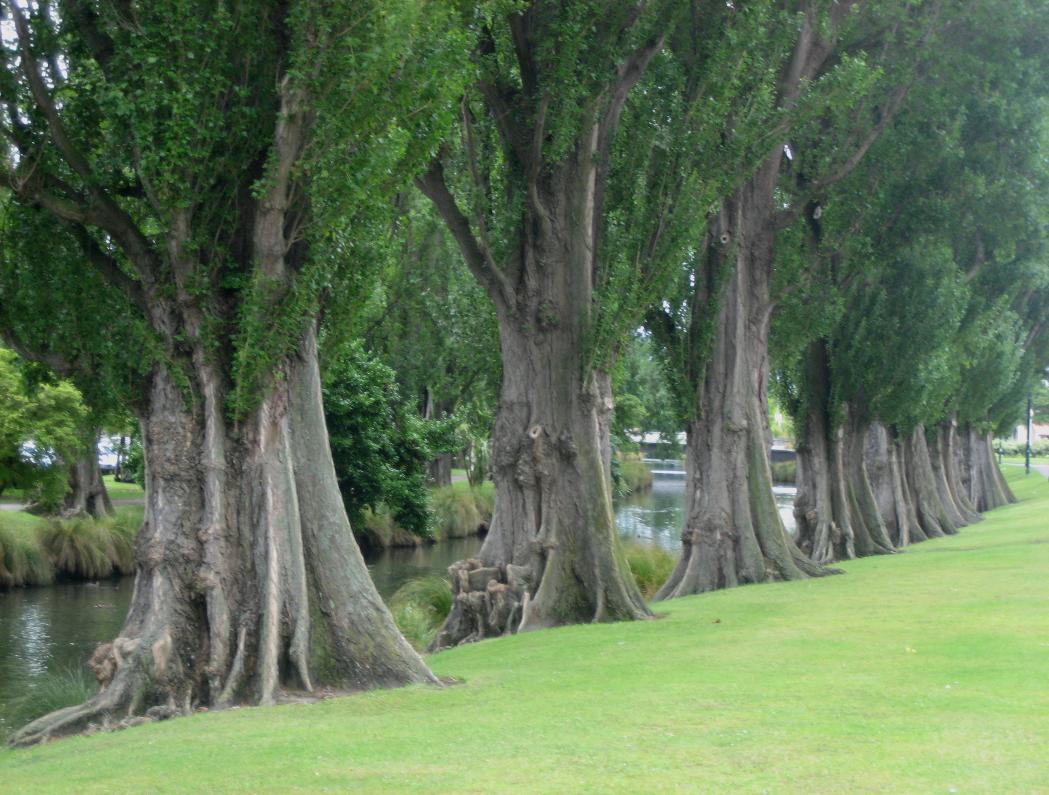 These lovely trees stretch along the Avon's banks