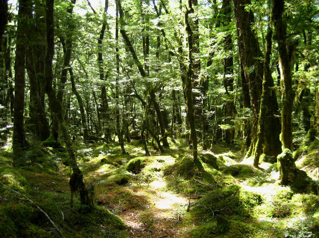 We entered this magical section of forest near the Dart River