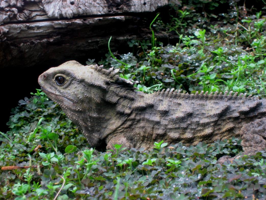This tuatara is over 100 years old! Tuatara are survivors of the dinosaur age.