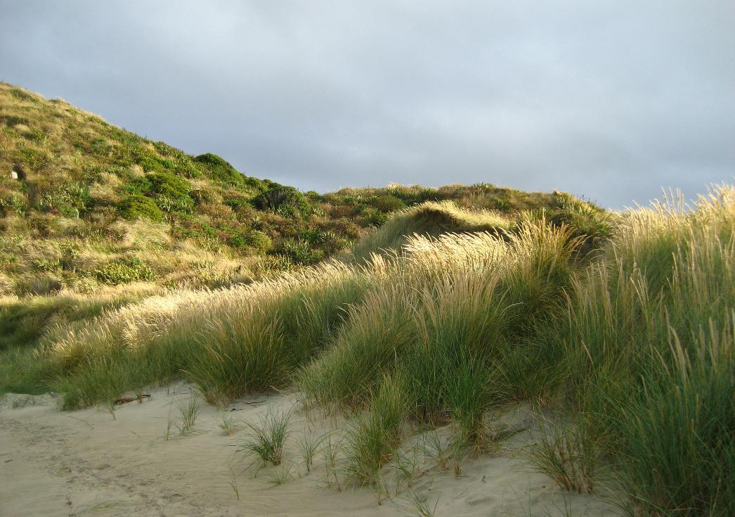 Grassy coastal dunes invite you to sit and unwind for awhile